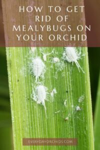 White Fuzz On Your Orchids How To Get Rid Of Mealybugs Everyday Orchids