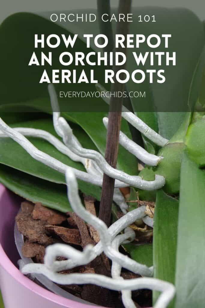 How To Repot An Orchid With Air Roots Everyday Orchids