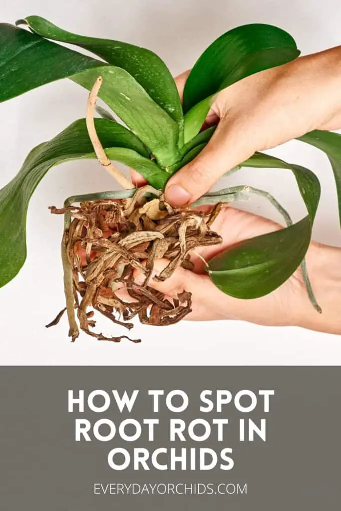 How To Spot Root Rot In Orchids Everyday Orchids