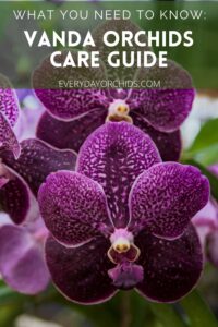 Vanda Orchid Care Guide Everyday Orchids