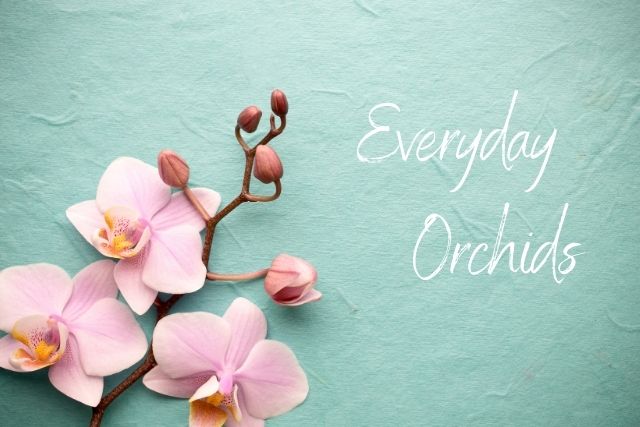 Everyday Orchids