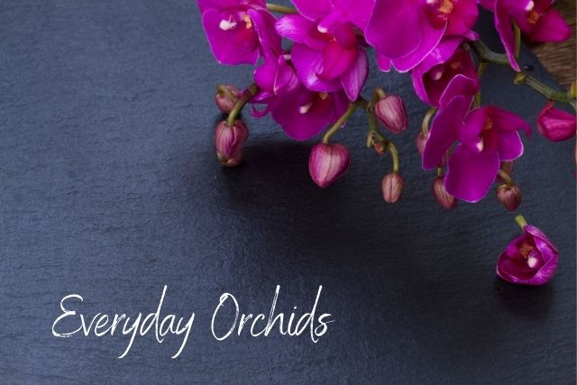Everyday Orchids