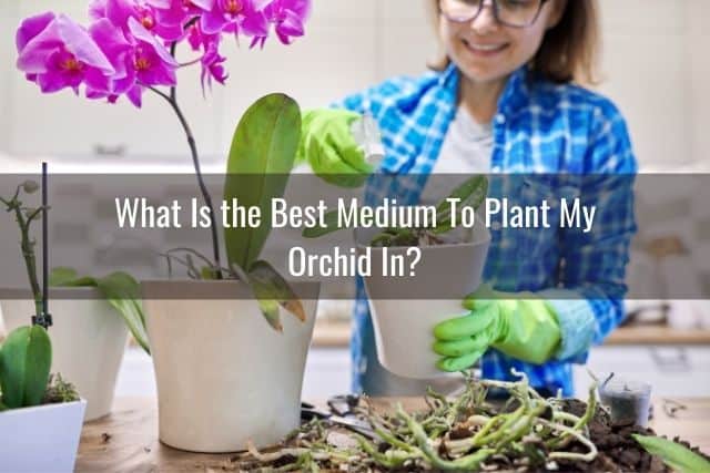 Lady potting an orchid