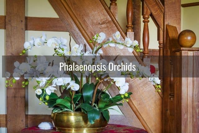 Phalaenopsis Orchids in a large gold planter by the stairs