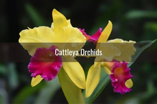 Yellow and red Cattleya orchids