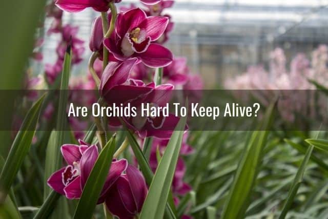 Cymbidium orchids in a greenhouse