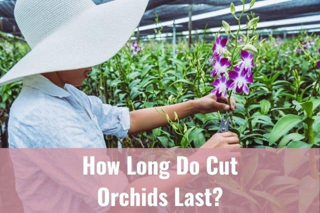 Lady cutting orchids 