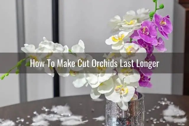 Cut orchid blooms in a vase