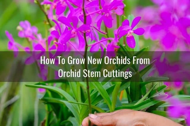 Cutting an orchid stem for propagation