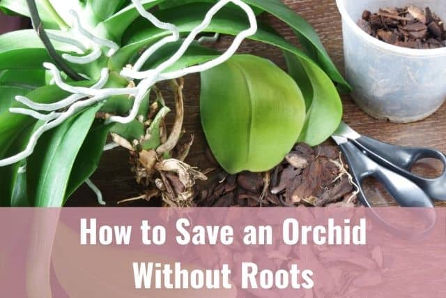 Orchid removed from pot, no roots, only aerial roots