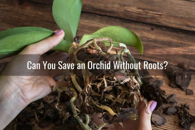 Person holding an orchid with rotted roots
