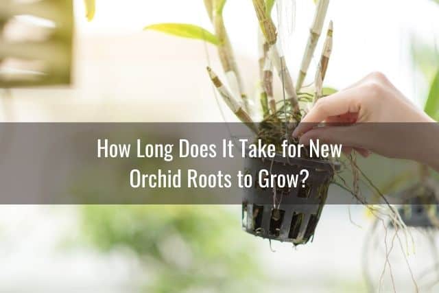 Person holding up a dendrobium orchid to repot it