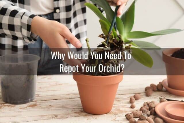 Person repotting an orchid