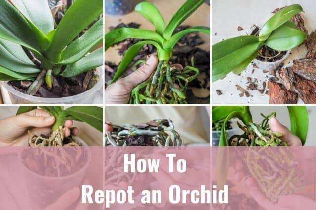 Collage of pictures of an orchid being repotted