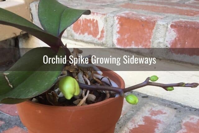 Orchid flower spike growing sideways