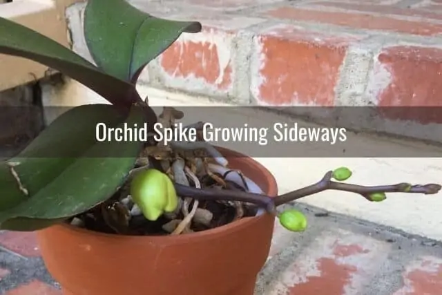 Orchid flower spike growing sideways