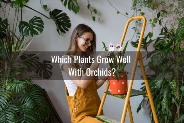 Lady caring for orchid plant amidst other plants