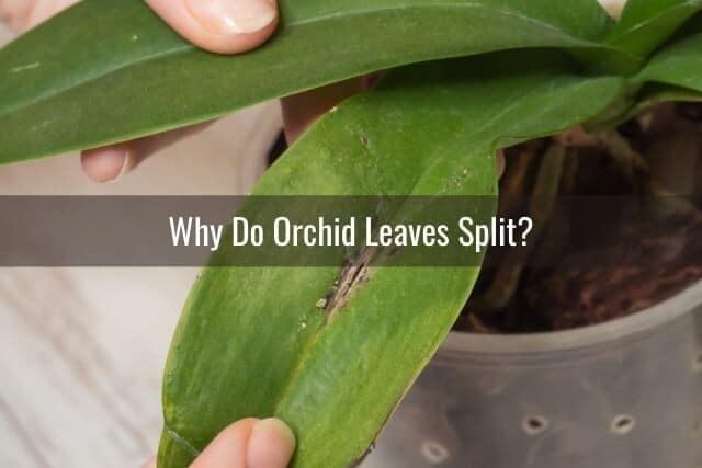 Person holding an orchid leaf with a vertical split down the middle