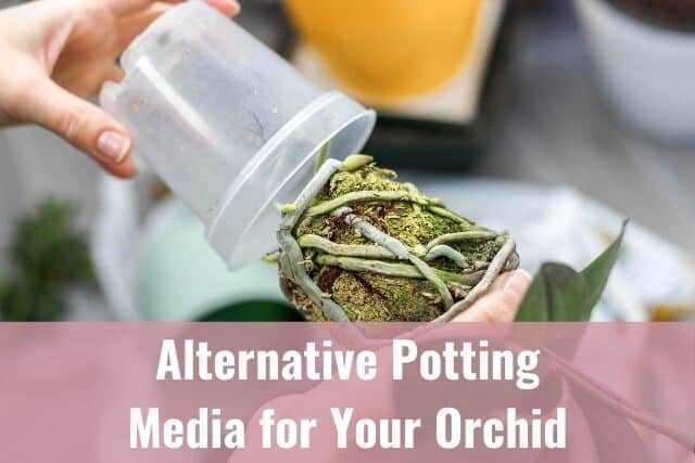Orchid being removed from orchid pot
