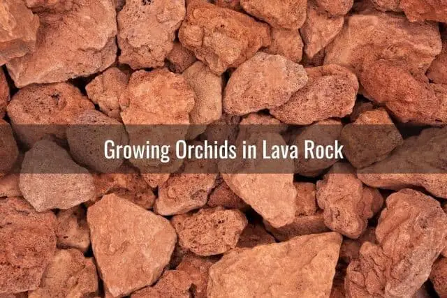 Picture of red lava rock pieces