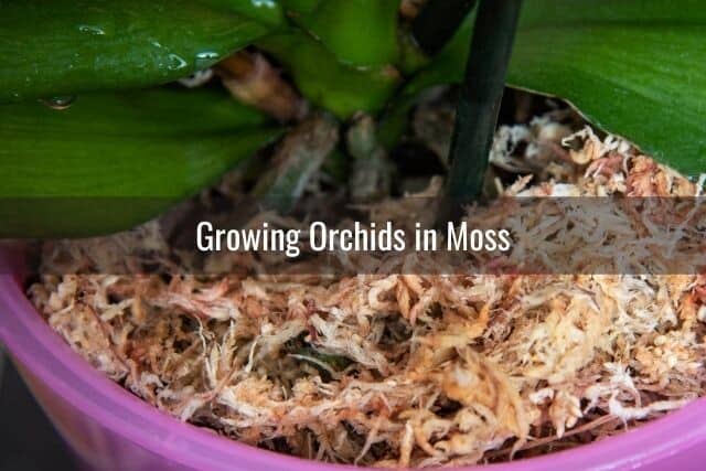 Orchid growing in a pot with sphagnum moss