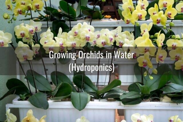 Orchids growing in a hydroponic system