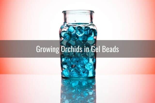 Blue gel beads in a clear vase