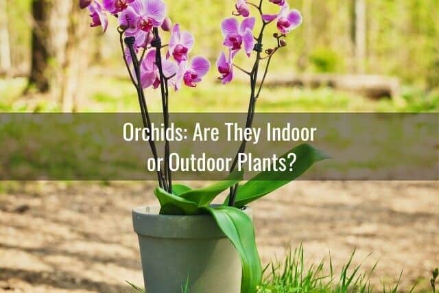 Orchids sitting outdoors--Are orchids Indoor or Outdoor Plants?