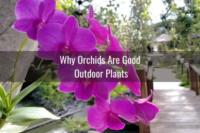 Pink orchid blooms outdoors