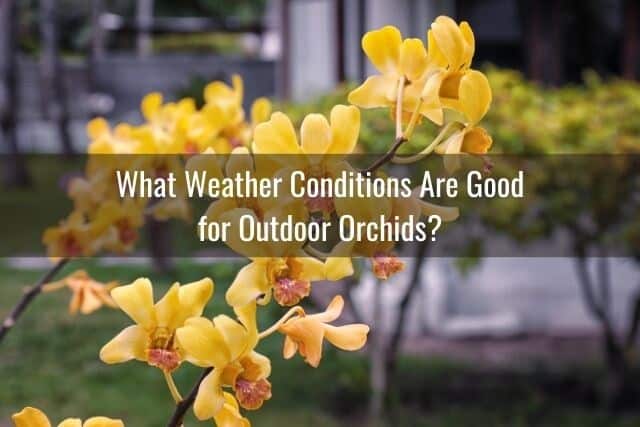 Yellow orchid outdoors--are orchids indoors or outdoor plants