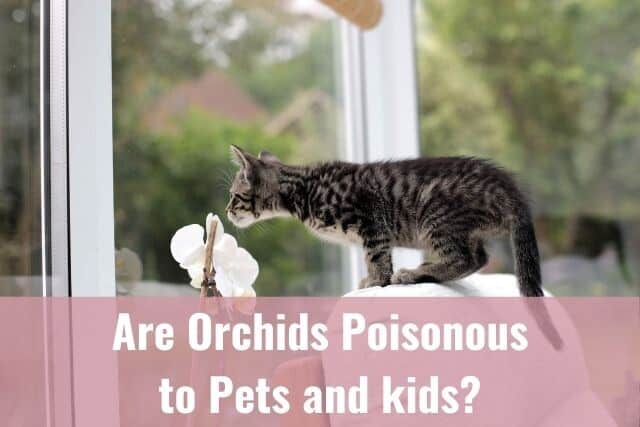 are orchids toxic to cats uk