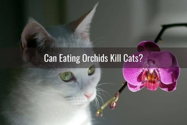 Gray and white cat sniffing a Phalaenopsis orchid in bloom. Is this orchid poisonous to cats?