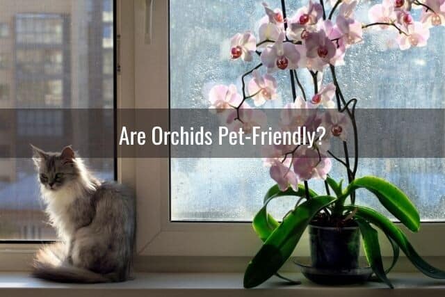 Cat sitting next to a blooming orchid on a windowsill--is this orchid toxic to pets?