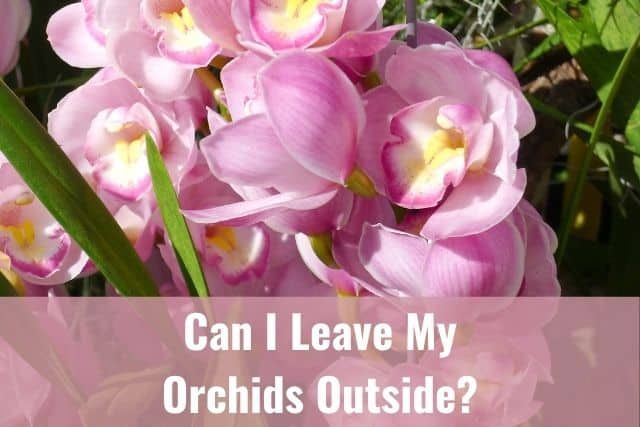 Cymbidium orchids outside