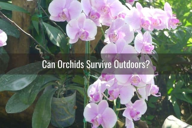 Phalaenopsis orchids outside