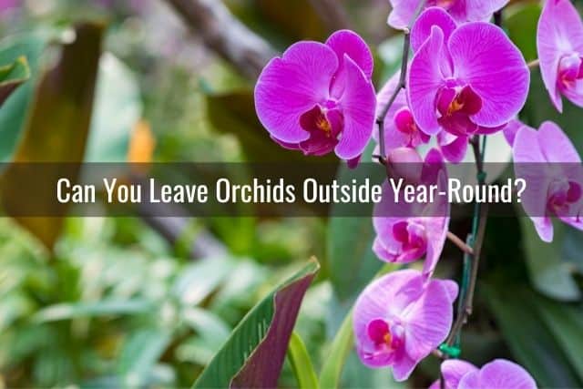 Phalaenopsis orchids outdoors in garden