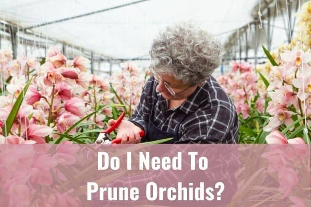 Lady pruning orchid stems