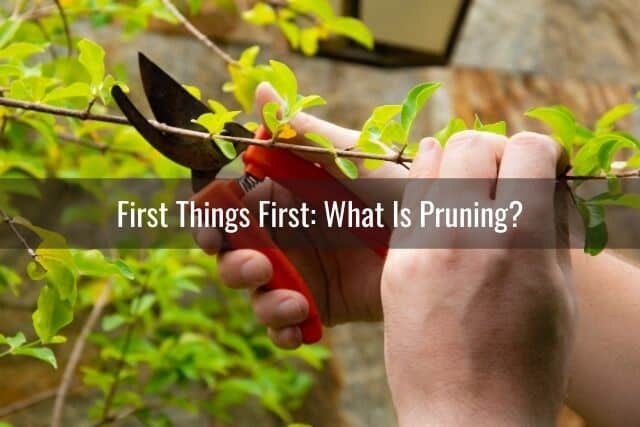 Person using gardening shears to prune a plant