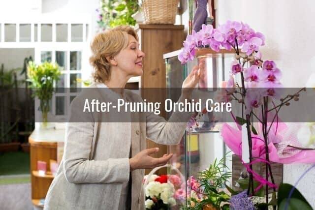 Lady smiling and looking at orchid plants after pruning care