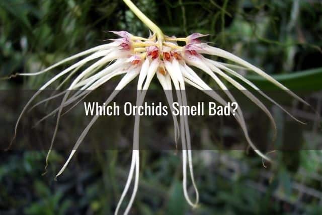 Bulbophyllum orchid releasing scent outdoors