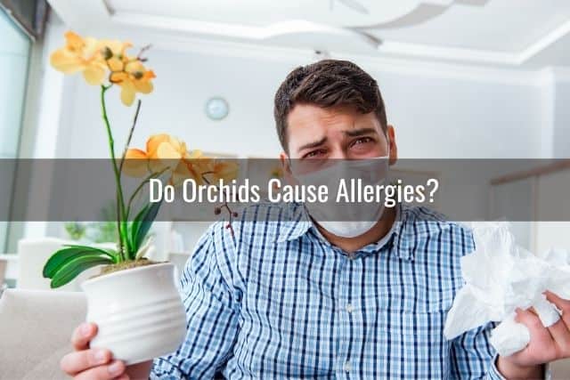 Person with allergies holding an orchid and has a questioning look