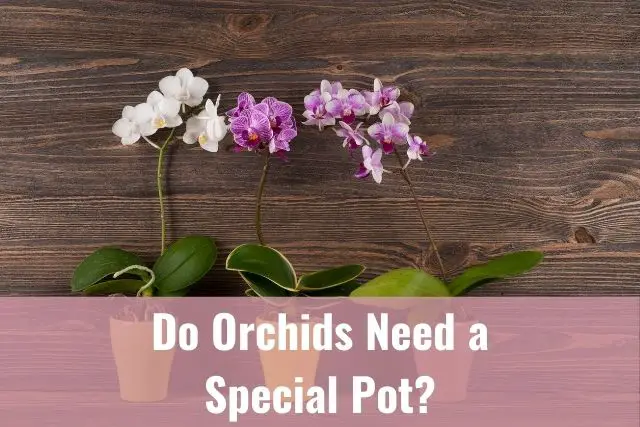 A Trio of orchids in clay pots against a wooden background