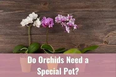 Wonderful Orchid Flower Pot pots NEW Cinnamon Brown