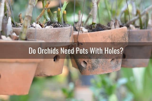 Dendrobium orchids growing in clay pots with holes