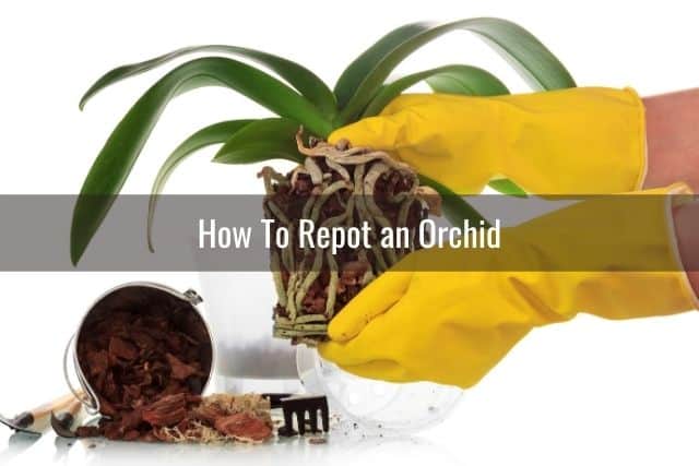 Person repotting an orchid into a new orchid pot