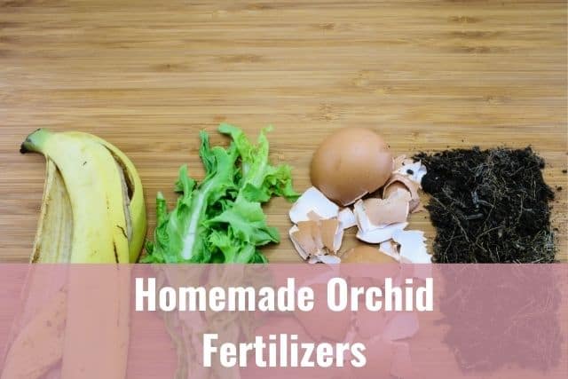 Kitchen scraps that can be used to make homemade orchid fertilizer