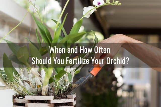 Person using a shovel to add potting media and fertilizer to orchid