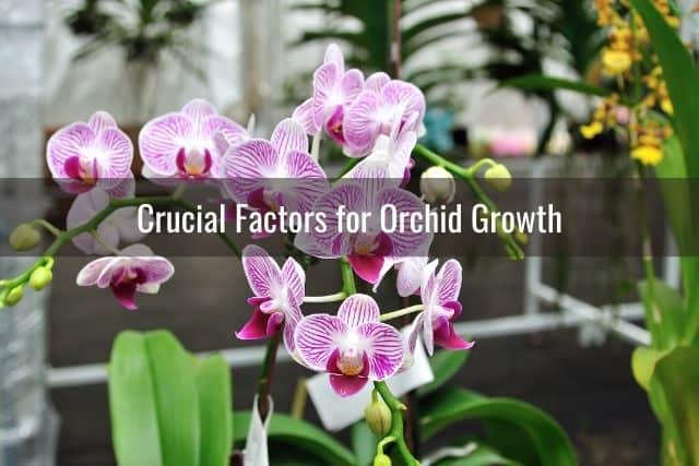 Orchid in bloom outdoors