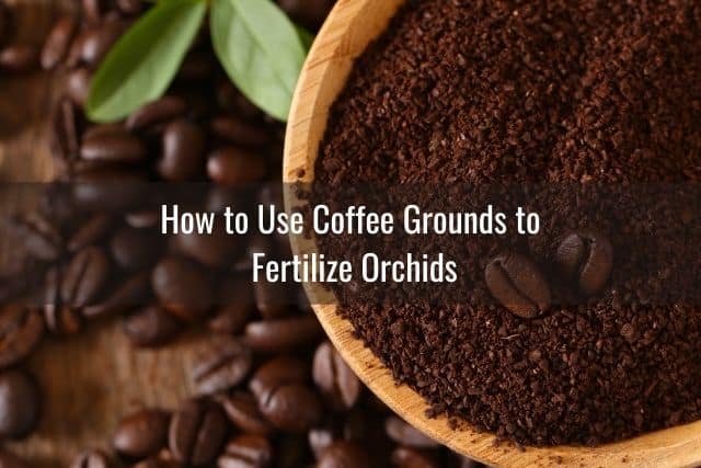 Coffee grounds as orchid fertilizer