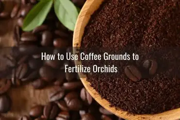 How to Fertilize Orchids With Coffee Grounds 